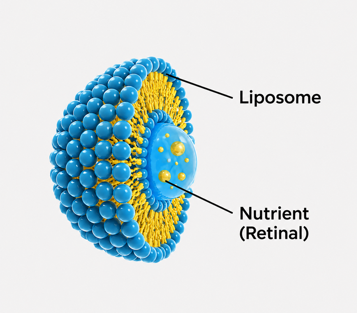 Apa itu Liposome?